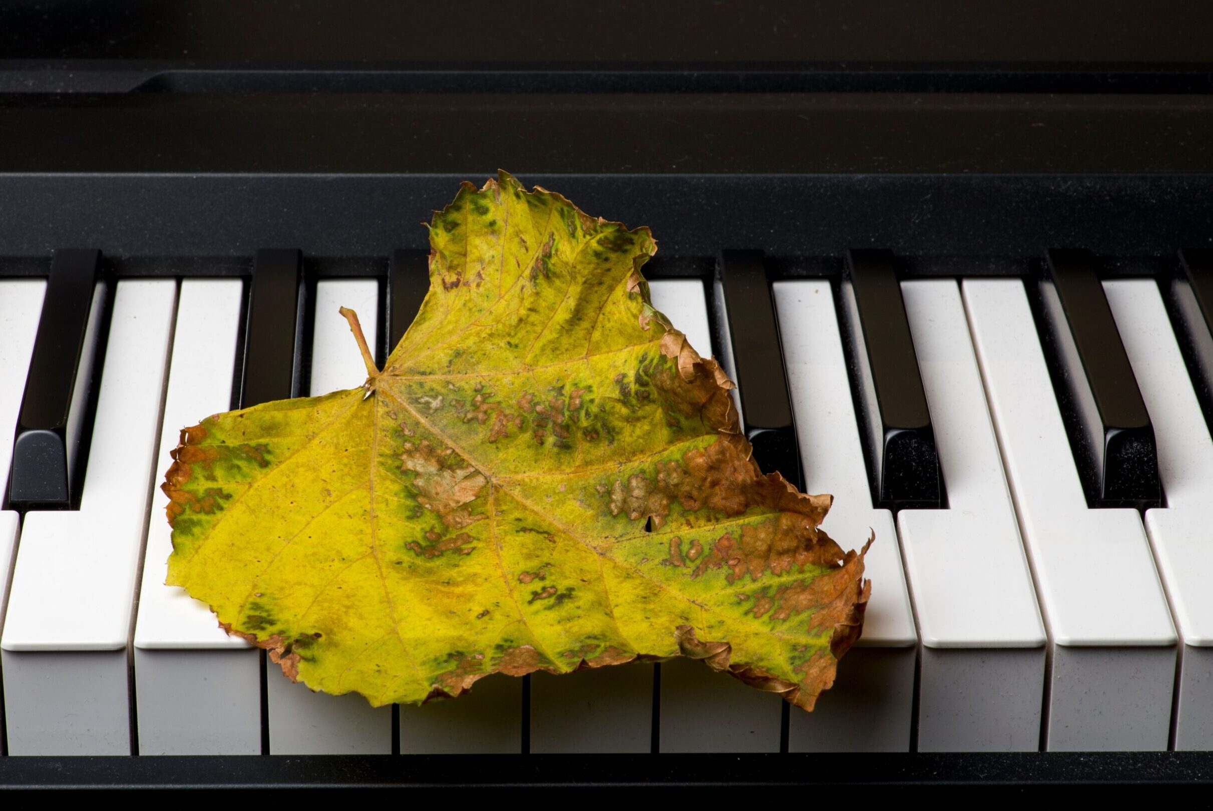 umidità pianoforte estate